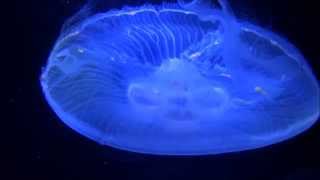 La medusa común  Aurelia aurita  Medusa Luna  Royalty Free Stock Footage 4K 60FPS [upl. by Harper]