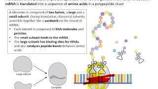 Topic 27 Transcription and Translation [upl. by Aurilia]