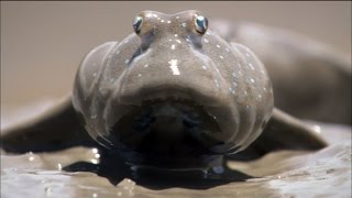 Mudskippers Search for a Meal  Animal Misfits  Nature on PBS [upl. by Osric]