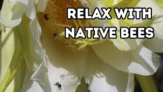 Bee relaxed with the flowers  ASMR  Calm  Wet Tropics [upl. by Vatsug]