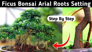 Ficus Bonsai Aerial Roots Setting [upl. by Auric]