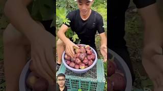 Harvesting figs in the garden sonasmr [upl. by Wadesworth457]