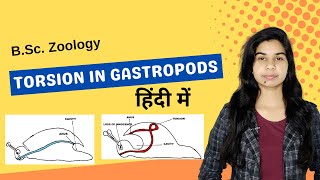 TORSION IN GASTROPODS  हिंदी में  B Sc  Zoology [upl. by Ama]