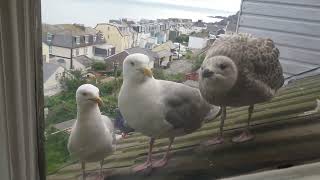 Noisy Seagulls in the Morning  Seagull TV EP 16 [upl. by Yarled]