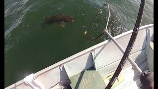 Fishing Lingcod with live Herring Instantly ling on June 6th 2024 [upl. by Poliard976]