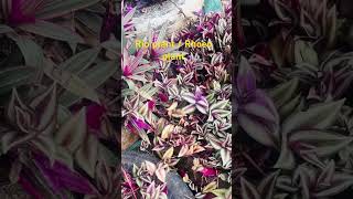 Rio Plant  Rhoeo Plant plants garden reels viralreels indoorplants trending [upl. by Justin83]