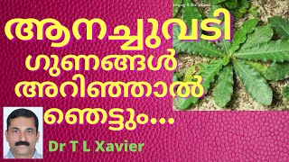 Home Remedies for Heart Diseases and Piles  Anachuvadi Malayalam Dr T L Xavier [upl. by Ahsinyd]