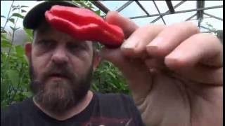 âŸ¹ Italian Pepperoncini Pepper Capsicum annuum longum TASTE TEST AND POD REVIEW [upl. by Idelson]