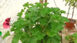 Unique Pelargoniums and Harvesting Pelargonium seed [upl. by Beasley]