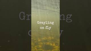 Grayling On The Fly fishing flyfishing  grayling Äsche [upl. by Aggappera]