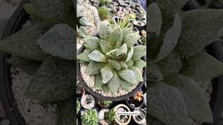 cactus plant looks plantinghacks garden life viralvideo fypシ゚viral ytshorts yttrending [upl. by Hanako]