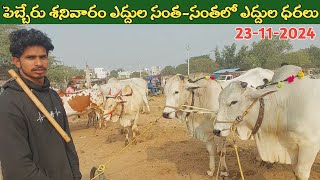 పెబ్బేరు శనివారం ఎద్దుల సంత  Pebbair Saturday Bulls market  Oxen prices  23112024 ‎purnafarms [upl. by Egroej]