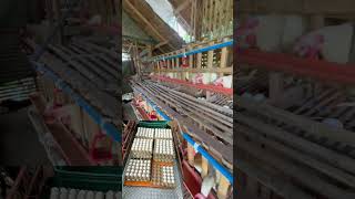 RTL chicken business seafarer farming [upl. by Naujad934]