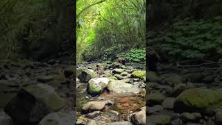 Ultimate Relaxing Forest Stream Sounds  Nature Sounds for Sleep Study Meditate [upl. by Akinom]