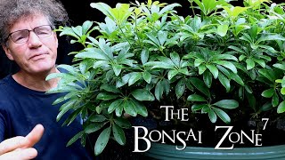 A Detailed Pruning of my Schefflera arboricola Bonsai The Bonsai Zone Sept 2020 [upl. by Hedvige]