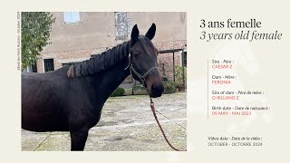 Lot 10  3 years old female  Caesar Z x Feronia by Chellano Z [upl. by Ardnazxela]