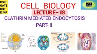 CELL BIOLOGY CLATHRIN MEDIATED ENDOCYTOSIS II  FERROTRANSFERRIN  CSIR  GATE  DBT ICMR [upl. by Hajidahk]