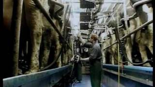 Family Farm Parlors  DeLaval Automated Milking Solutions  DeLaval [upl. by Naimad]