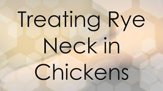 Treating Rye Neck in Chickens [upl. by Alur]