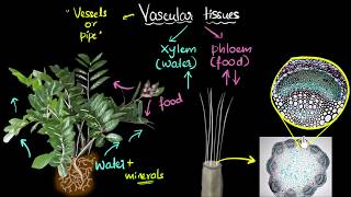 Intro to vascular tissues xylem amp phloem  Life processes  Biology  Khan Academy [upl. by Ezri899]