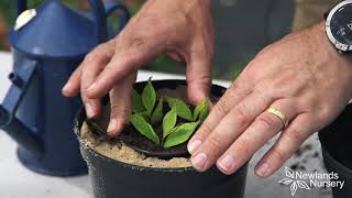 EP71  How to take Weigela cuttings 5MINUTEFRIDAY [upl. by Deeraf497]