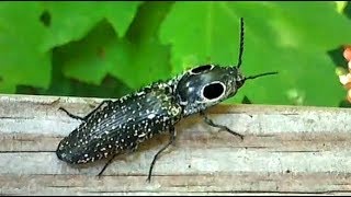 Big Eyed Click Beetle [upl. by Ydnir]