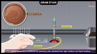 Gram Staining Procedure Animation Microbiology  Principle Procedure Interpretation [upl. by Kenweigh]