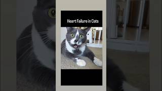 Heart Failure in Cats  Vet drugs [upl. by Aigroeg]