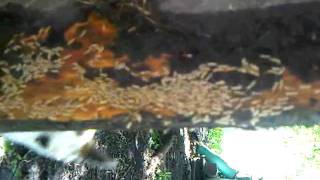 Sunflower Pest Solutions Active Termites [upl. by Ahtiekal]