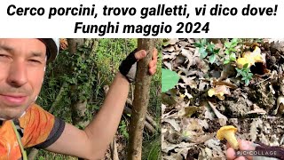 Cerco porcini trovo galletti vi dico dove  funghi maggio 2024 [upl. by Arodal]