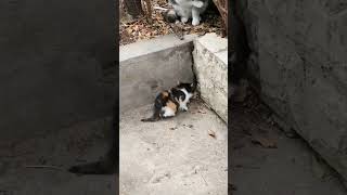 Yavru ve hırslı bir kedi ❤️❤️❤️ kedilervadisi kediler yavrukedi [upl. by Sehcaep]