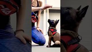 🦮🦮🦮malinois dogtraining germanshepherd doglover pitbull becgie belgianmalinois [upl. by Janifer]