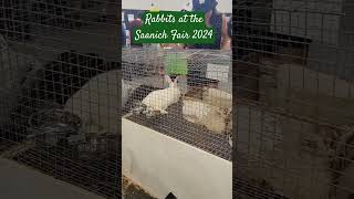 SAANICH FAIR 🐇 🐇 🐇 Rabbits [upl. by Casimir]