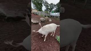 Calamine feeding reindeer [upl. by Noy]