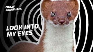 Stoats Hypnotize Rabbits Before Killing Them [upl. by Barncard]