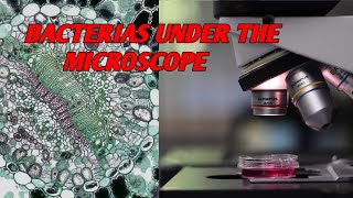 BACTERIAS UNDER THE MICROSCOPE [upl. by Cote]