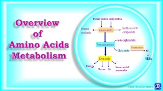 2 Overview of Amino Acids Metabolism  Amino Acid Metabolism  Biochemistry NJOY Biochemistry [upl. by Atiniv]