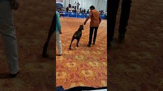 Dog Show dogshow trending [upl. by Haik]