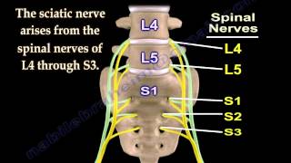 Sciatic Nerve  Anatomy  3D animation  Everything You Need To Know  Dr Nabil Ebraheim [upl. by Musette623]