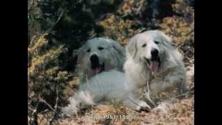 IN MEMORY  PERROS DE MONTAÑA DE LOS PIRINEOS  LA BORDA DURTX [upl. by Einon384]