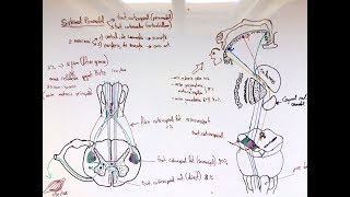 Neuroanatomie  Sistemul Piramidal [upl. by Chanda]