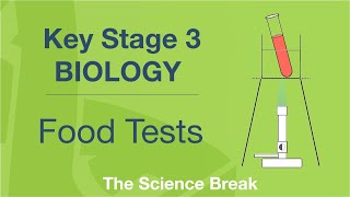 Key Stage 3 Science Biology  Food Tests [upl. by Faun821]