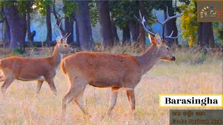 Barasingha population has increased thanks to Kanha national park forest department [upl. by Agnot151]