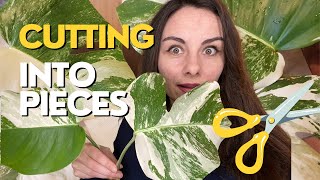 How to Propagate Variegated Monstera Albo  Stem Cuttings [upl. by Nomor]