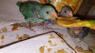 Breeding Parrotlets info [upl. by Eardnaed]