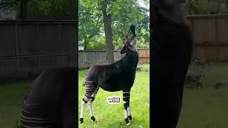 Have you ever seen Okapi 😵okapi animals okapis wildlife jungle forest [upl. by Alie]