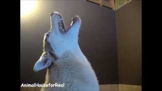 Siberian Husky Howling Compilation [upl. by Oconnor]