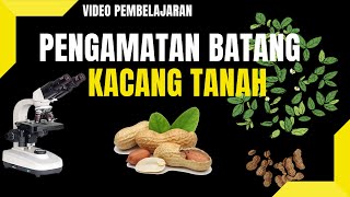 Pengamatan Jaringan Tumbuhan I Batang Kacang Tanah I Arachis hypogaea L [upl. by Zwick762]