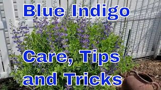 How to Care for an Indigo Baptisia  False Indigo  Blue Dye Indigo  Spring and Summer Indigo Care [upl. by Dnalyram]