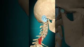 scalenus posterior muscle 😱😱😨😨😰💯💯neet💯💯aiims🔥🔥viraltrendinghuman🩺🩺doctormbbshuman skeletal [upl. by Joya332]